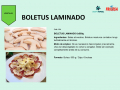 194-BOLETUS-LAMINADO
